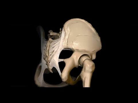 Untere Extremität - Foramen ischiadicum majus und minus - 3D